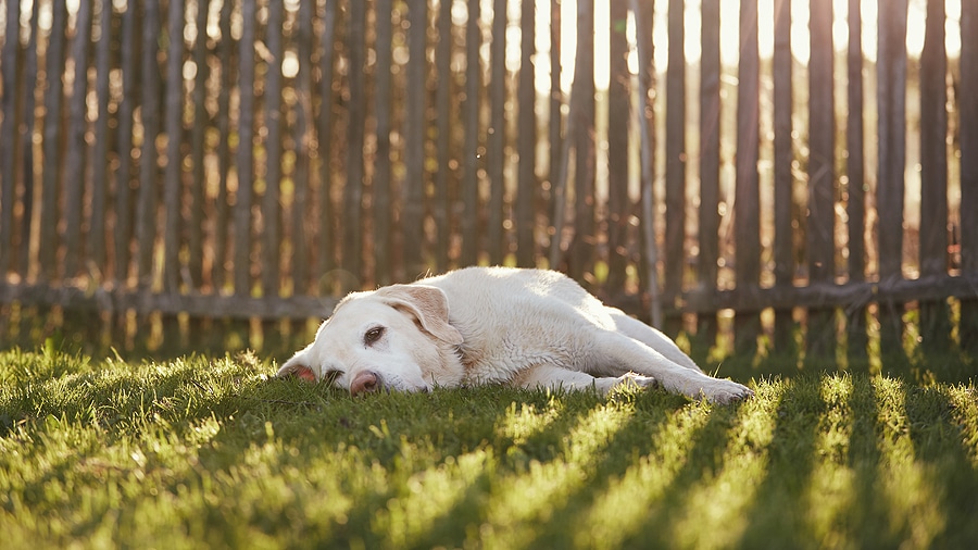 Choosing the Right Type of Fence for Your Pet