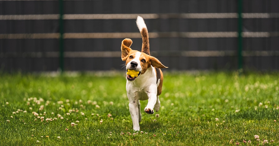 Installing a Pet Fence